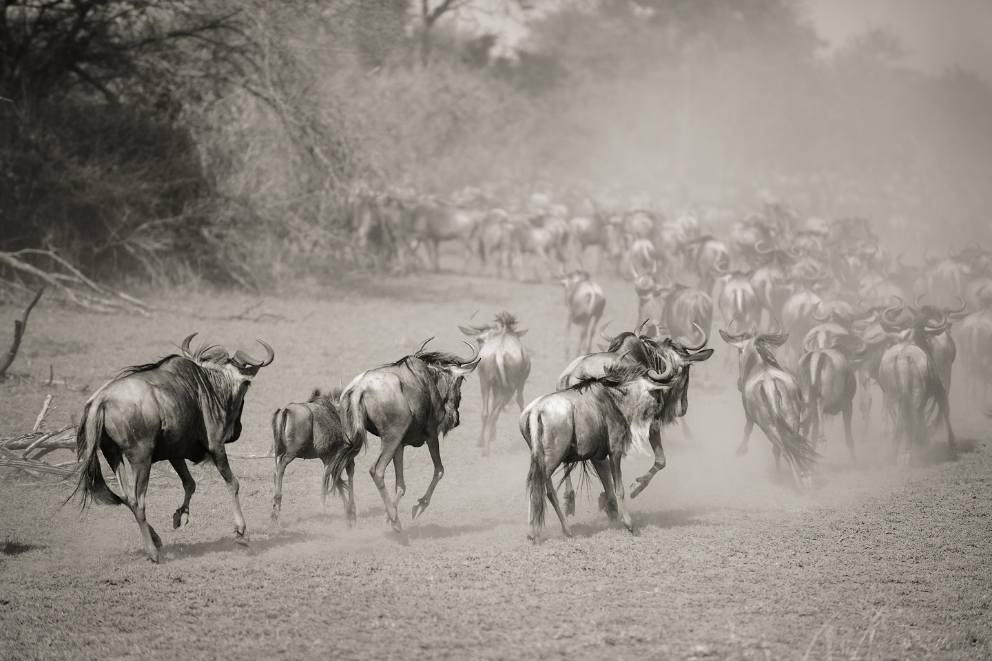 Wilderbeest in Serengeti af Julie Aucoin